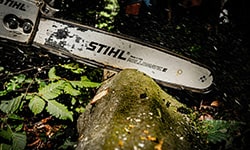 Chainsaw Cutting Tree - REDHILL Tree Felling -  Tree removal, Tree trimming, Palm tree removal, Stump grinding, Storm damage cleanup, Tree care, Tree pruning, Emergency tree service, Yard cleanup, Tree felling Chainsaw Cutting Tree - REDHILL Tree Felling -  Tree removal, Tree trimming, Palm tree removal, Stump grinding, Storm damage cleanup, Tree care, Tree pruning, Emergency tree service, Yard cleanup, Tree felling