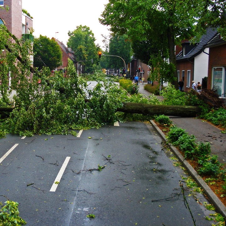 Damage Cleanup - REDHILL Tree Felling - Tree removal, Tree trimming, Palm tree removal, Stump grinding, Storm damage cleanup, Tree care, Tree pruning, Emergency tree service, Yard cleanup, Tree felling - Image by Jan Mallander from Pixabay Damage Cleanup - REDHILL Tree Felling - Tree removal, Tree trimming, Palm tree removal, Stump grinding, Storm damage cleanup, Tree care, Tree pruning, Emergency tree service, Yard cleanup, Tree felling - Image by Jan Mallander from Pixabay