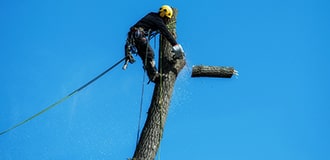 Man on top of tree cutting branches - REDHILL Tree Felling - Tree removal, Tree trimming, Palm tree removal, Stump grinding, Storm damage cleanup, Tree care, Tree pruning, Emergency tree service, Yard cleanup, Tree felling - Photo by Jacky Man on top of tree cutting branches - REDHILL Tree Felling - Tree removal, Tree trimming, Palm tree removal, Stump grinding, Storm damage cleanup, Tree care, Tree pruning, Emergency tree service, Yard cleanup, Tree felling - Photo by Jacky