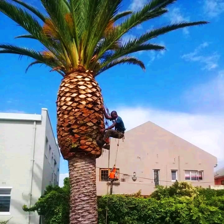 Palm Tree Trimming and Removal - REDHILL Tree Felling - Tree removal, Tree trimming, Palm tree removal, Stump grinding, Storm damage cleanup, Tree care, Tree pruning, Emergency tree service, Yard cleanup, Tree felling - Photo by Karolina Kaboompics Palm Tree Trimming and Removal - REDHILL Tree Felling - Tree removal, Tree trimming, Palm tree removal, Stump grinding, Storm damage cleanup, Tree care, Tree pruning, Emergency tree service, Yard cleanup, Tree felling - Photo by Karolina Kaboompics